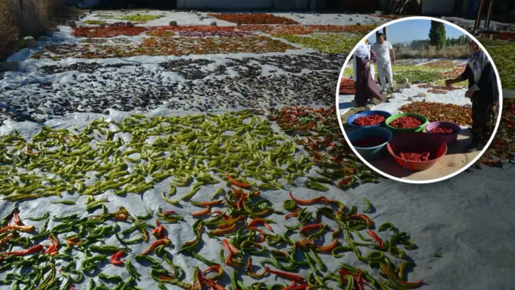 11 yıldır bu yöntemle kurutuyorlar: Gelir kapıları oldu, Avrupa'ya bile gidiyor