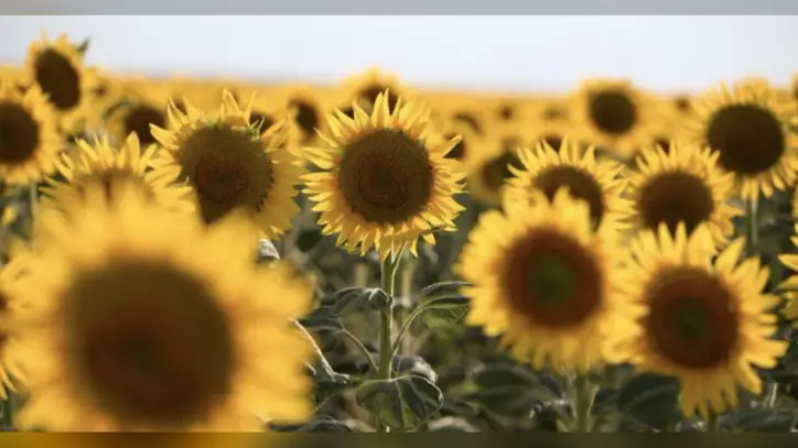 1600 ton yağlık ayçiçeği satışa çıkıyor