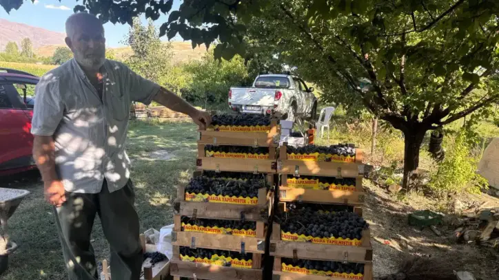 200 yıllık bağlarda hasat başladı: Kilosu 200 lira