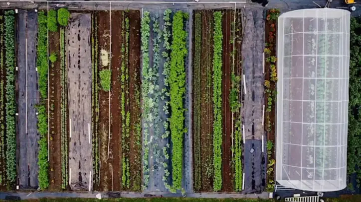 $2M award to be used to develop artificial intelligence tools to protect food production systems | Big Island Now