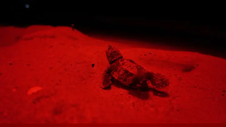 5.500 Caretta caretta güvenle denize ulaştı