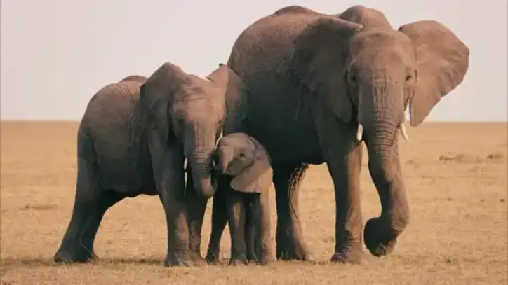 Afrika fillerinin hastalıklarını iyileştirmek için yararlandıkları yöntem