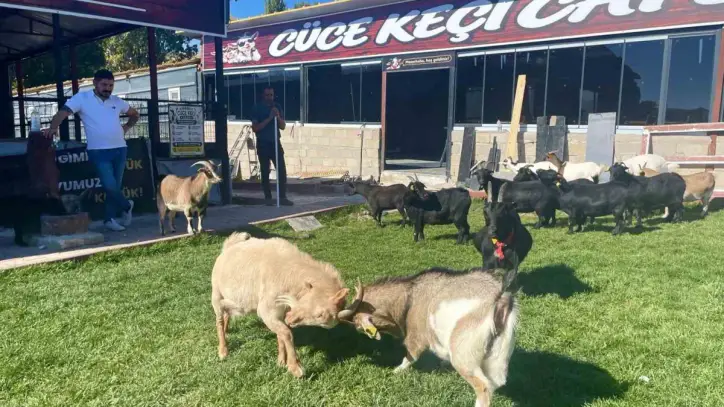Türkiye’de cüce keçi için talep artıyor