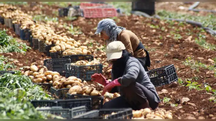 As wars spread, the global food system unravels