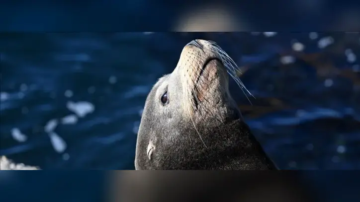 Avustralya'da ilk kez deniz aslanında kuş gribi vakası görüldü