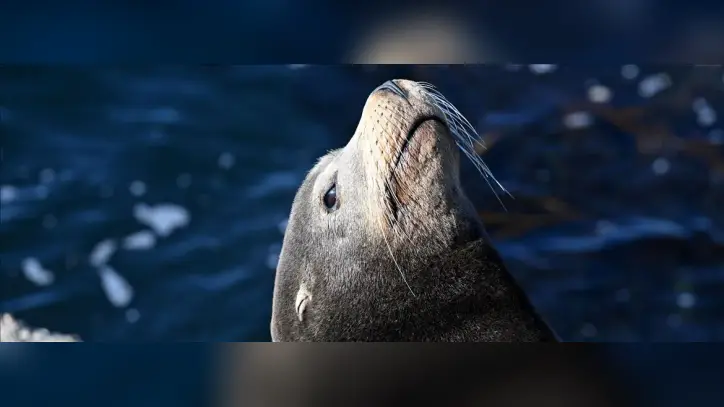 Avustralya'da ilk kez deniz aslanında kuş gribi vakası görüldü
