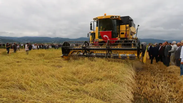 Aylardır bu anı bekliyorlardı: Çeltik hasadı başladı!