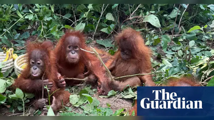 Baby orangutans found in forest in India spark trafficking investigation
