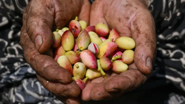 Baklavanın yeşil altınında hasat başladı: Rekolte beklentisi 60 bin ton