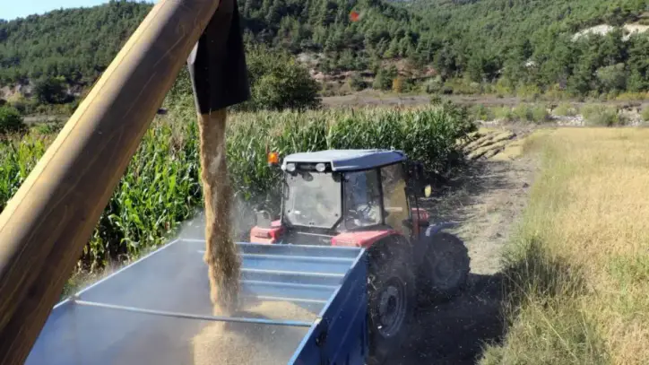Beyaz altın hasadı başladı! Gözler fiyatta