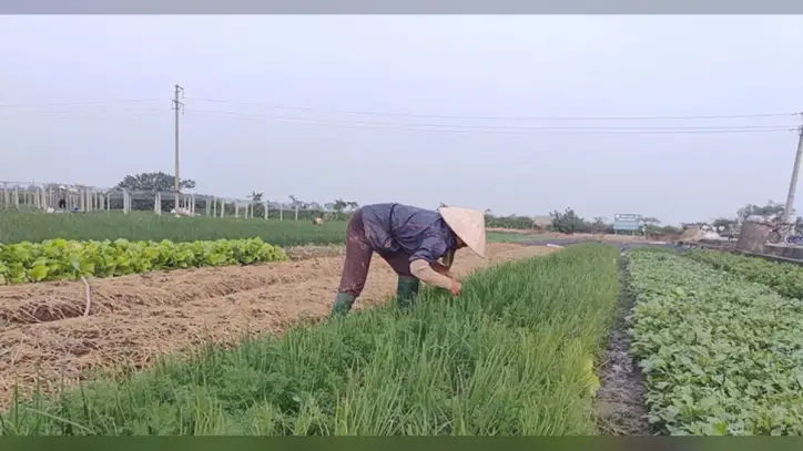 Bilim ve teknoloji, Phung Nguyen'de güvenli sebzelerin değerini artırmak için bir "kaldıraç" görevi görüyor.