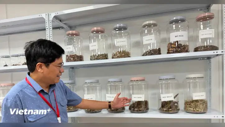 Bilim ve teknoloji: Vietnam tıbbi bitkilerinin değerini artırmanın anahtarı.