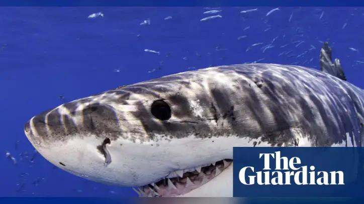 Great white shark leaps from water and photobombs California beachgoers
