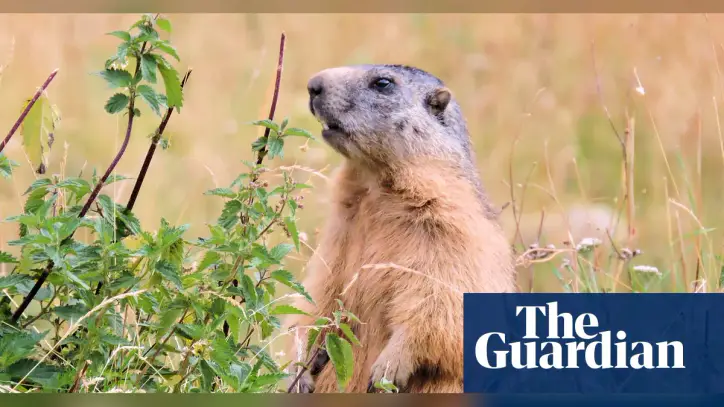Call to ban marmot hunting in France as campaigners say they are ‘killed for fun’