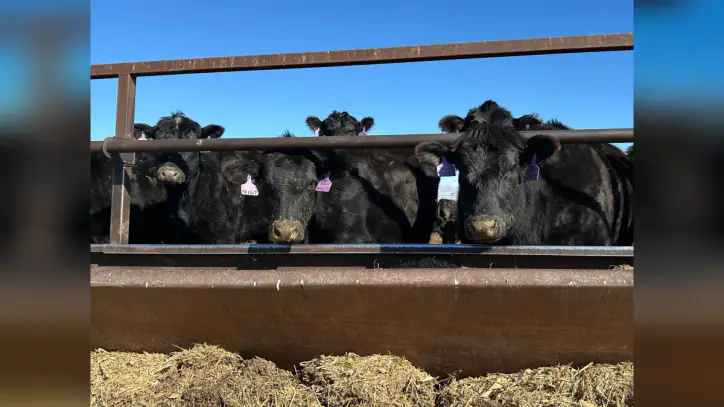 Cattle to feed: Why a global meat crisis is looming