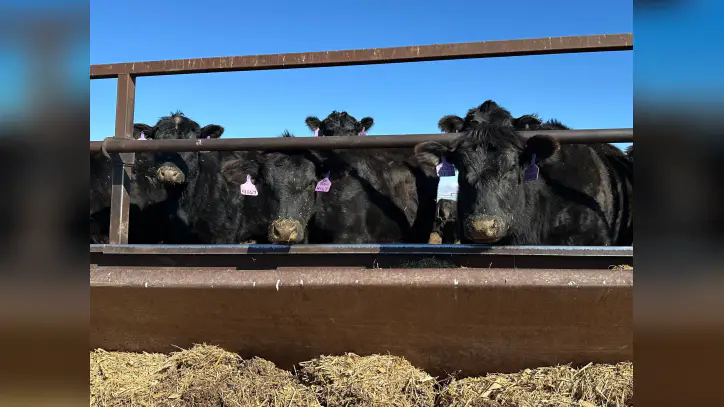 Cattle to feed: Why a global meat crisis is looming