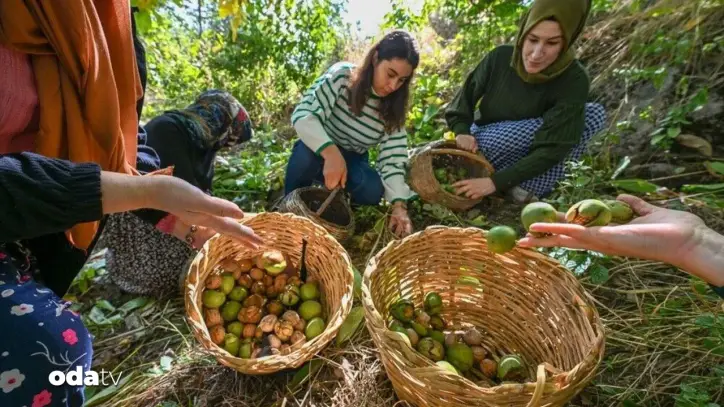 Cevizde yeni sezon sona ermek üzere... Beklentiler ne