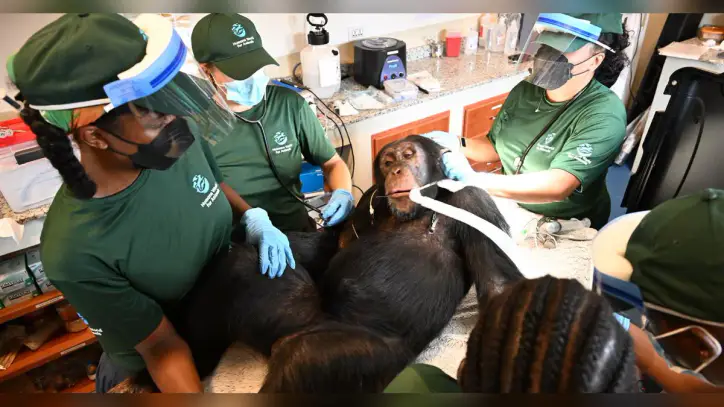 Chimpanzees once used for vaccine research get health checks as part of long-term care