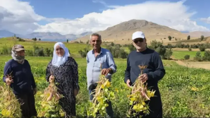 Coğrafi işaretli lezzette hasat başladı! Tarlada kilosu 125 TL