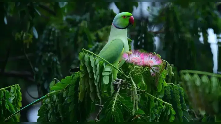 COP17: The world has a plan to save nature. Is it working?