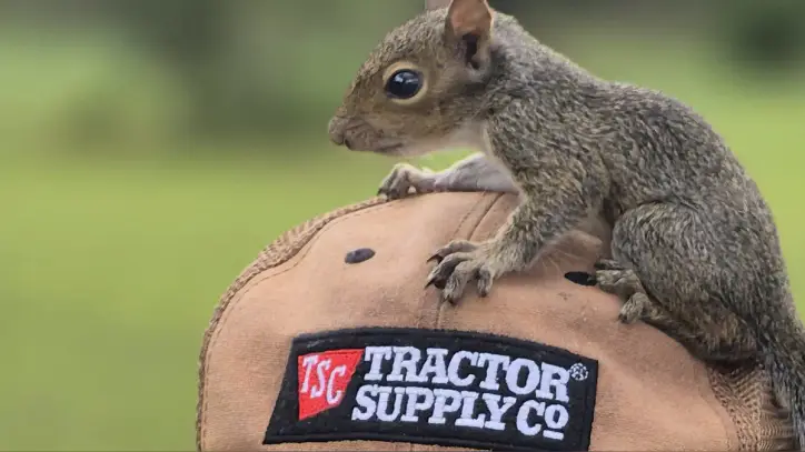 A frightened squirrel found safety atop my father's head recently in this non-AI photo taken by the author on his family farm.