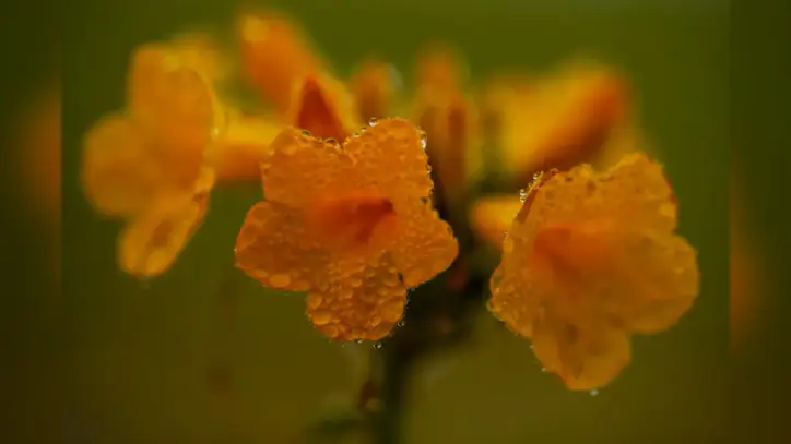 Driest desert on Earth covered in wildflowers right now