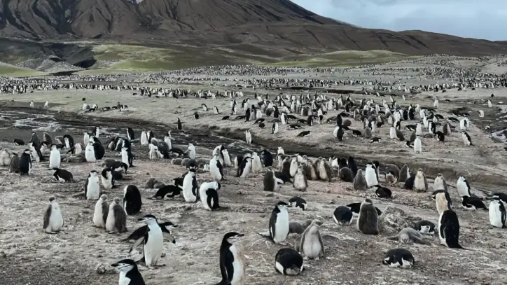 Dünyanın en büyük penguen kolonisinde endişelendiren ölümler
