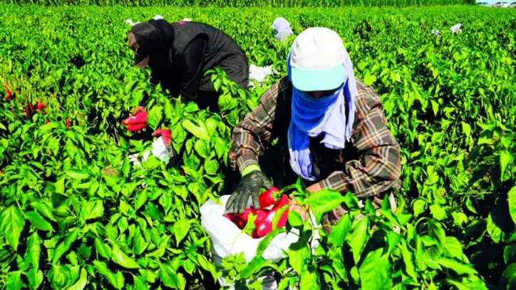 Esnaf ve çiftçiye 683 milyarlık kredi