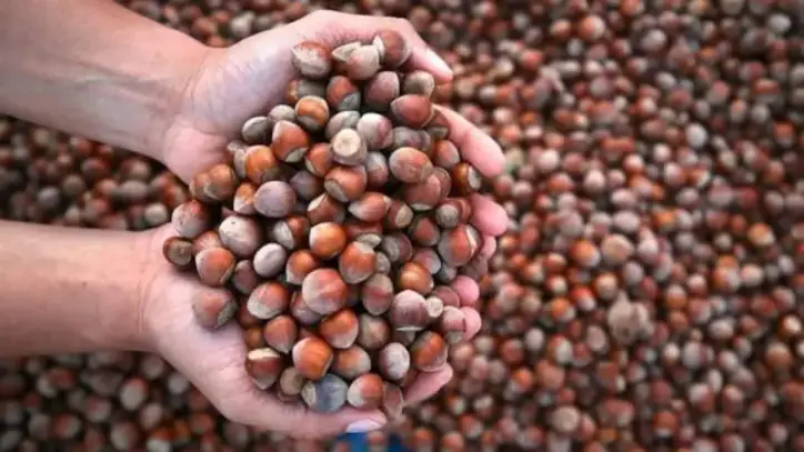 Fındık ihracatı kasayı doldurdu!