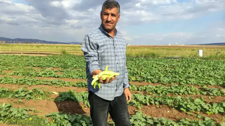 Gaziantep'te hasat başladı: Tarlada kilosu 30 TL
