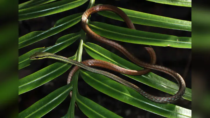 Global experts gather in Sri Lanka for historic first World Congress on Snakes