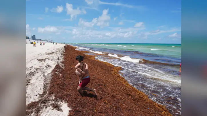 Global ocean temperatures hit record high as El Nino intensifies