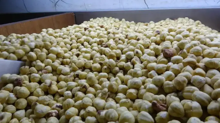 Hasadı tamamlandı, paketleme başladı: Yüzde 200 kazandırıyor!