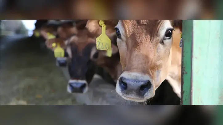 Hayvansal atıklar enerjiye, gübre elektriğe dönüşebilir