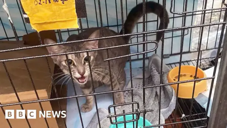 Ho Chi Minh city: Twelve arrested for allegedly running cat trafficking ring in Vietnam