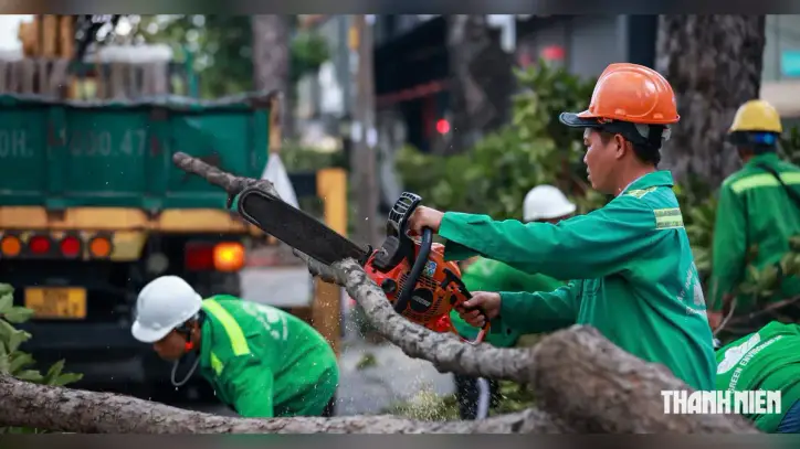 Ho Chi Minh şehrindeki 8.000'den fazla kadim ağacın yağmurlu mevsimde 'sağlık kontrolü' nasıl yapılıyor?