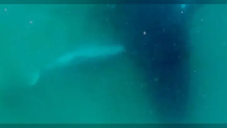 Humpback whale seen grieving dead calf in rare footage: "Heartbreaking to watch"