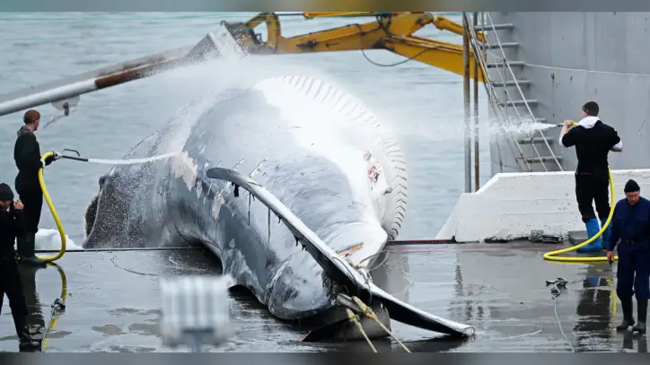 Iceland to propose whaling ban, leaving Norway and Japan isolated