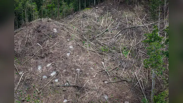 Japan’s biomass energy boom threatens further deforestation in Indonesia