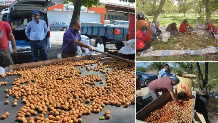 Kabuğun içinde 'beyaz altın' var: Güneşte kurutulup satışa hazırlanıyor