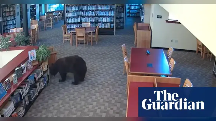 Black bear breaks into California library to raid snacks and eat jar of honey