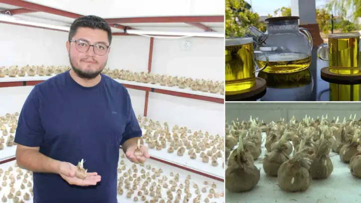 Kayseri’de 15 Bin Safran Soğanıyla Üretim Başladı: Safran nasıl üretilir?