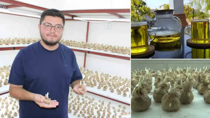 Kayseri’de 15 Bin Safran Soğanıyla Üretim Başladı: Safran nasıl üretilir?