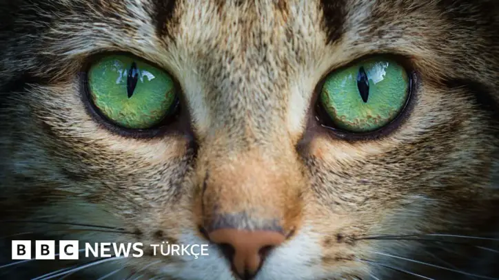 Kedi gözlerinden ilham alan robot kameraları - BBC News Türkçe
