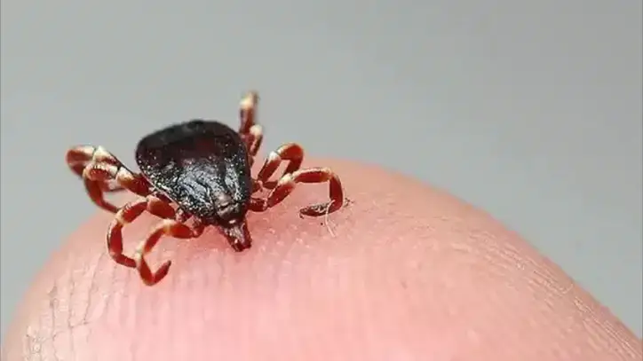 Kene aşısı çalışmaları ne durumda?