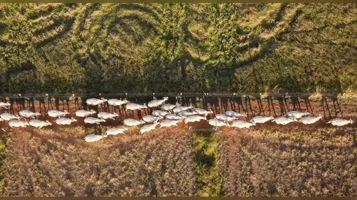 Land models sprout as degradation threatens billions of livelihoods