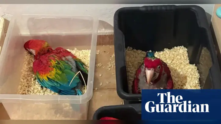 Man caught with 300 tortoises and 77 parrots bound for Malta at Sicilian port