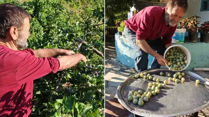Manisa’da 138 yıllık lezzette hasat başladı: Yeşilken toplanıyor, güneşte kurutuluyor