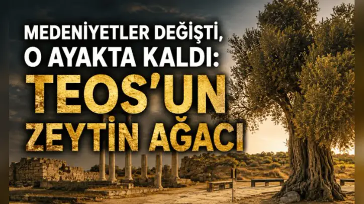 Medeniyetler değişti, o ayakta kaldı: Teos'un zeytin ağacı