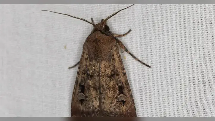 Moth Swarms Sweep Across Australia. That’s Good News.